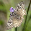 Propertius Duskywing - Hodges#3949 - photo 3
