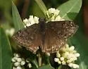 Propertius Duskywing - Hodges#3949 - photo 4
