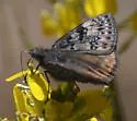 Propertius Duskywing - Hodges#3949 - photo 5