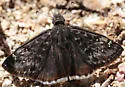 Scudder's Duskywing - Hodges#3951