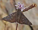 Scudder's Duskywing - Hodges#3951 - photo 2