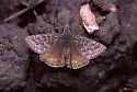 Rocky Mountain Duskywing - Hodges#3948