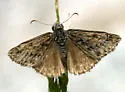Rocky Mountain Duskywing - Hodges#3948 - photo 2