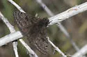 Rocky Mountain Duskywing - Hodges#3948 - photo 3