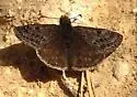 Rocky Mountain Duskywing - Hodges#3948 - photo 4