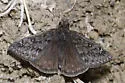Rocky Mountain Duskywing - Hodges#3948 - photo 5
