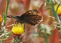 Mournful Duskywing - Hodges#3953 - Erynnis tristis