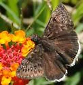 Mournful Duskywing - Hodges#3953 - photo 2