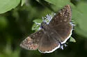 Mournful Duskywing - Hodges#3953 - photo 3
