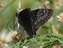 Mournful Duskywing - Hodges#3953 - photo 4