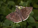 Mournful Duskywing - Hodges#3953 - photo 5