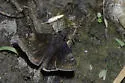Zarucco Duskywing - Hodges#3956