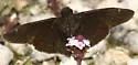 Zarucco Duskywing - Hodges#3956 - photo 2