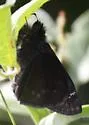 Zarucco Duskywing - Hodges#3956 - photo 3