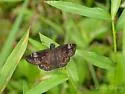 Zarucco Duskywing - Hodges#3956 - photo 4