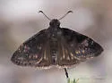 Zarucco Duskywing - Hodges#3956 - photo 5
