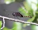Black Pondhawk