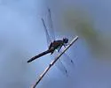 Black Pondhawk - photo 2