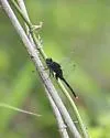 Black Pondhawk - photo 3