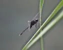 Black Pondhawk - photo 4