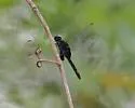 Black Pondhawk - photo 5
