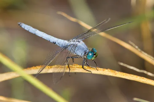 Western Pondhawk