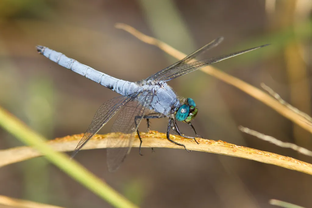 Western Pondhawk - photo 2