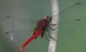 Claret Pondhawk