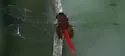 Claret Pondhawk - photo 2