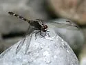Pin-tailed Pondhawk