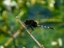 Pin-tailed Pondhawk - photo 3