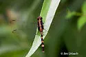 Pin-tailed Pondhawk - photo 4