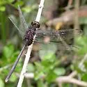 Pin-tailed Pondhawk - photo 5