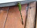Great Pondhawk