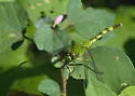 Great Pondhawk - photo 2