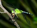 Great Pondhawk - photo 3