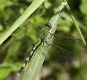 Great Pondhawk - photo 4