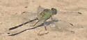 Great Pondhawk - photo 5