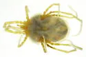 Erythraeus tonsus