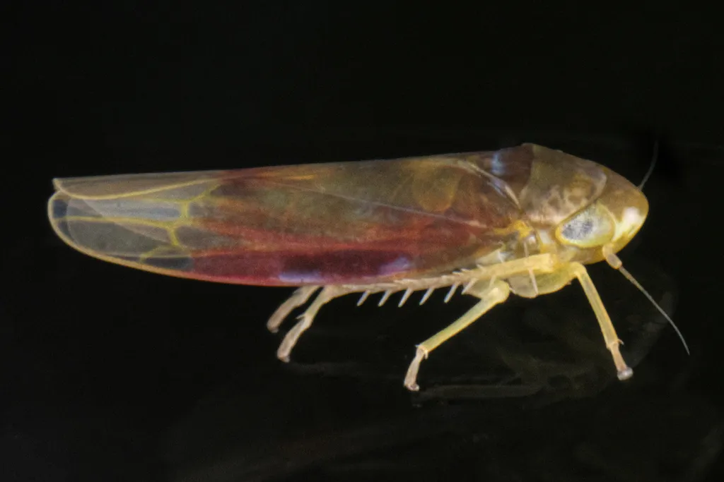 Erythridula abolla - photo 2