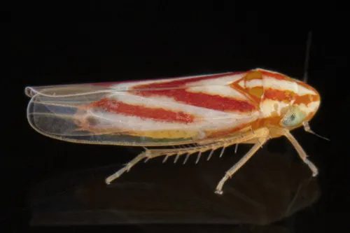 Erythridula acicularis