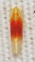 Erythridula amabilis