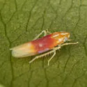 Erythridula amabilis - photo 2