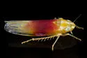 Erythridula amabilis - photo 3