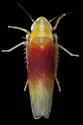 Erythridula amabilis - photo 4