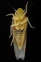 Erythridula amabilis - photo 5