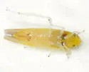 Erythridula aspera
