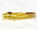 Erythridula aspera - photo 2