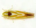 Erythridula aspera - photo 3