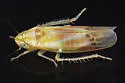 Erythridula auteni